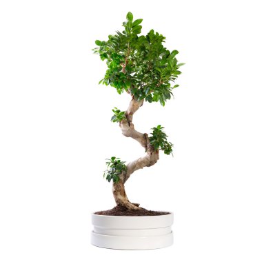 Bonsai ağacı üzerinde beyaz