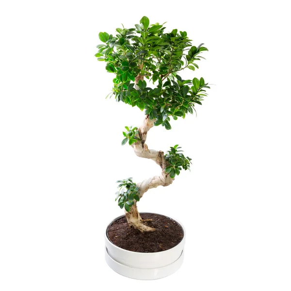 Bonsai tree over Wit — Stockfoto