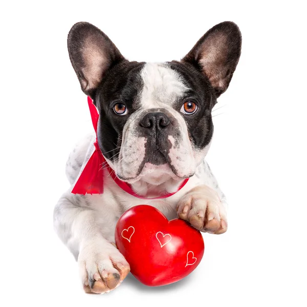 Bouledogue français avec coeur rouge pour les valentines — Photo