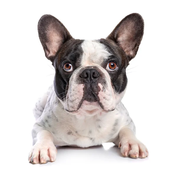 French bulldog over white — Stock Photo, Image