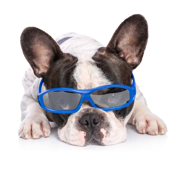 French bulldog in blue glasses — Stock Photo, Image