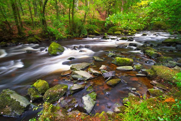 Creek Clare Glens w Irlandii — Zdjęcie stockowe