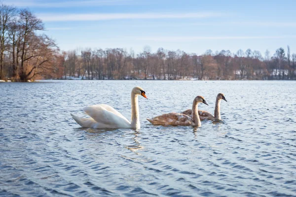 Schwäne auf dem See — Stockfoto