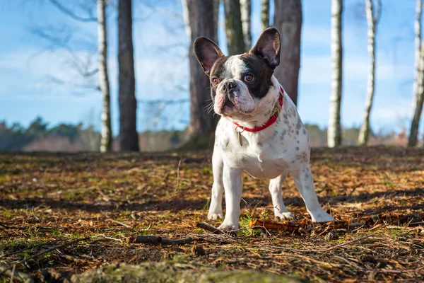 Buldog francuski na spacer — Zdjęcie stockowe