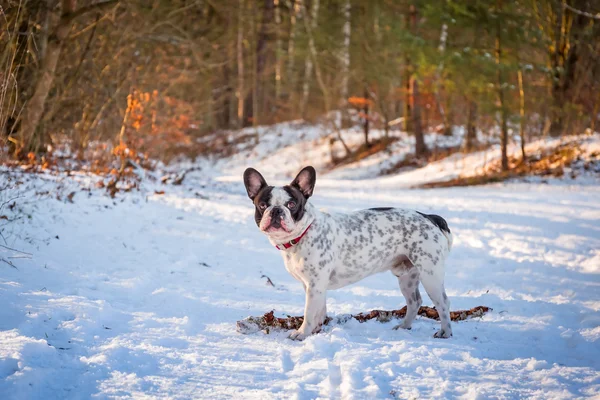 French bulldog on the walk — Stock Photo, Image