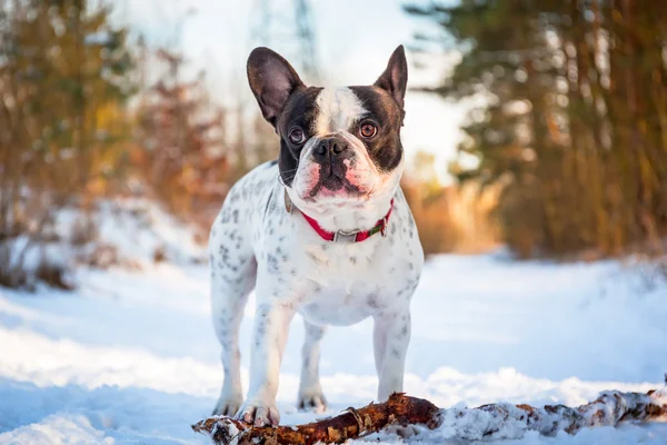 French bulldog on the walk — Stock Photo, Image