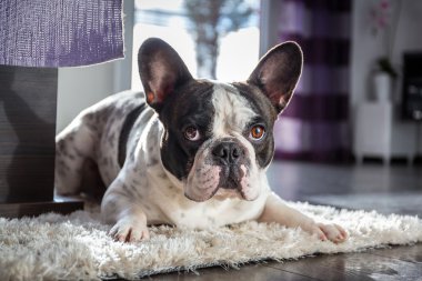 Fransız buldozer güneşli oturma odasında