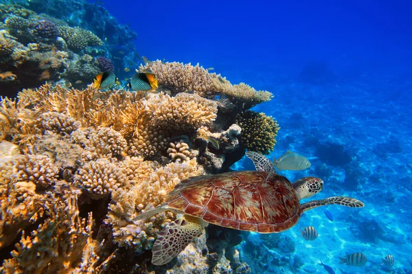 Arrecife de coral del agua tropical — Foto de Stock