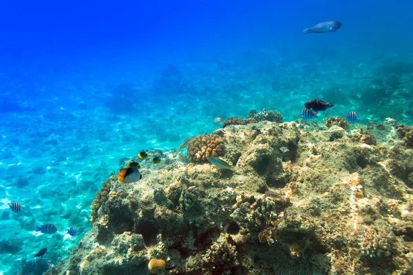 Arrecife de coral del Mar Rojo con peces tropicales — Foto de Stock