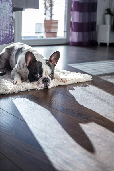 Franse bulldog in zonnige woonkamer — Stockfoto