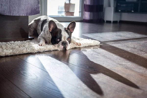 Französische Bulldogge im sonnigen Wohnzimmer — Stockfoto