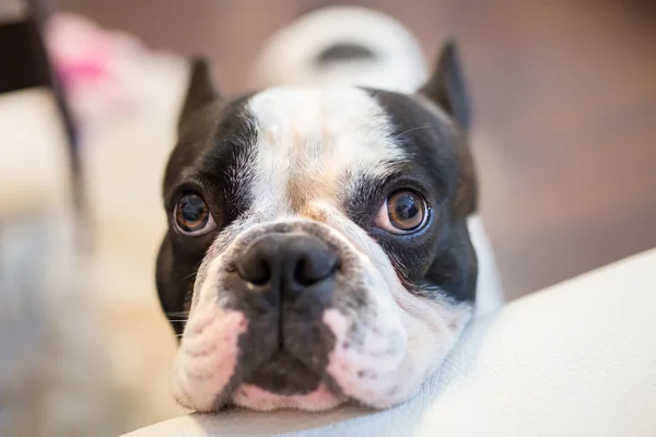 Bulldog francés en casa — Foto de Stock