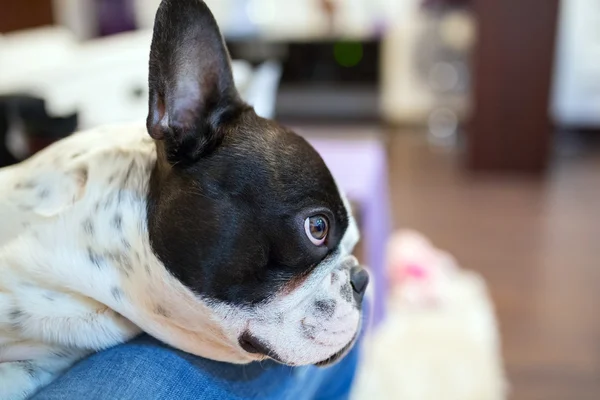 Französische Bulldogge zu Hause — Stockfoto