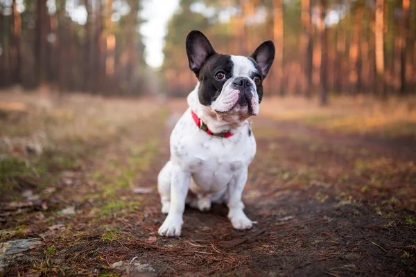 Buldog francuski w lesie — Zdjęcie stockowe