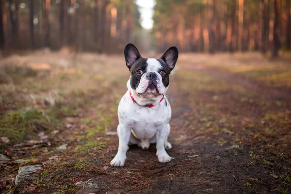 Franse bulldog in het forest — Stockfoto