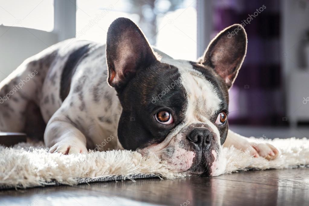 French bulldog in sunny living room