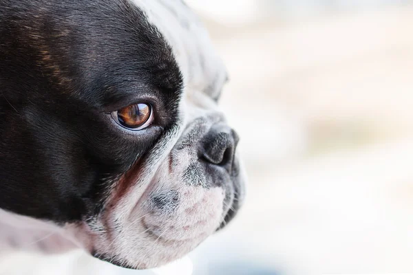 Franse bulldog op zoek door het raam — Stockfoto