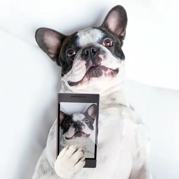 เซลฟี่สุนัข — ภาพถ่ายสต็อก