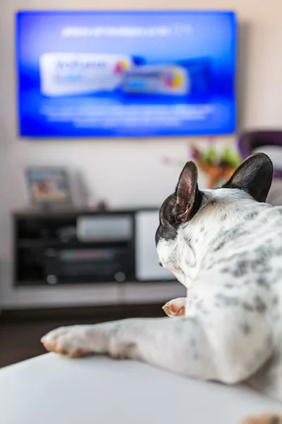 Chien couché à la télé — Photo