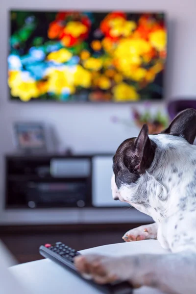 Pes leží na televizi — Stock fotografie