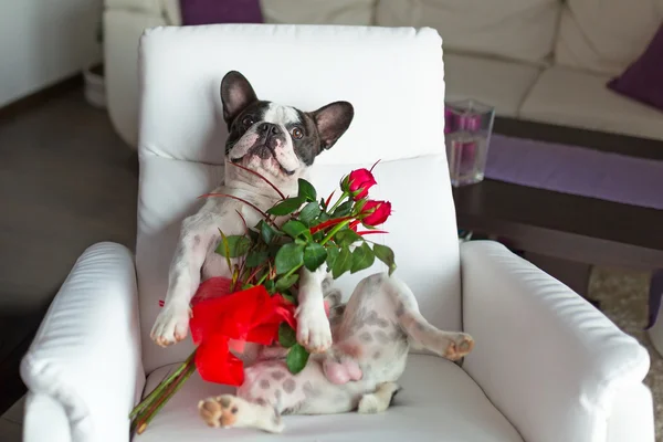 French bulldog waiting with red roses — Stock Photo, Image