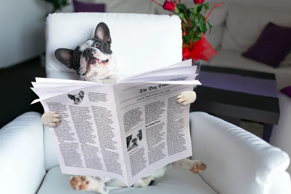 Perro leyendo el periódico en el sillón — Foto de Stock