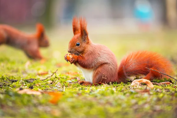 Zrzavá veverka jíst lískových oříšků — Stock fotografie