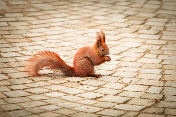 Rotes Eichhörnchen im Park — Stockfoto