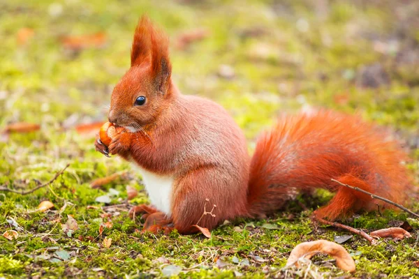 Rotes Eichhörnchen frisst Haselnuss — Stockfoto