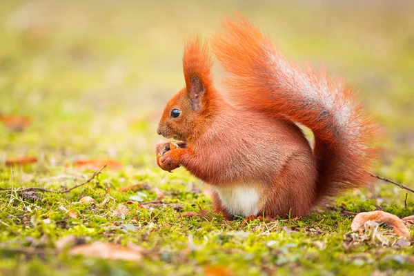 Rotes Eichhörnchen frisst Haselnuss — Stockfoto