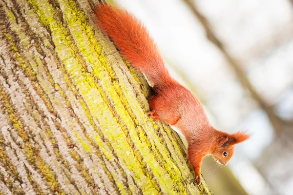 Red squirrel in the park — Stock Photo, Image