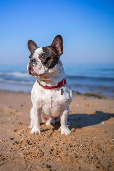 在海滩上的法国斗牛犬 — 图库照片