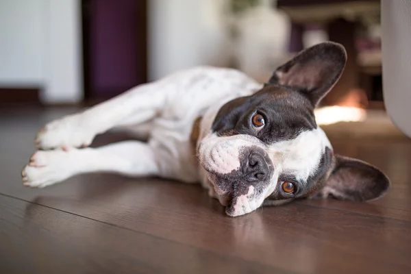 Buldog francuski na podłodze — Zdjęcie stockowe