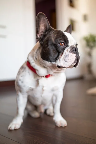 Franse bulldog — Stockfoto