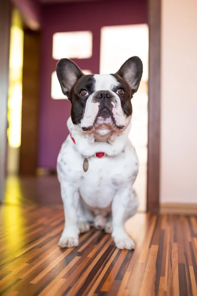 Französische Bulldogge — Stockfoto