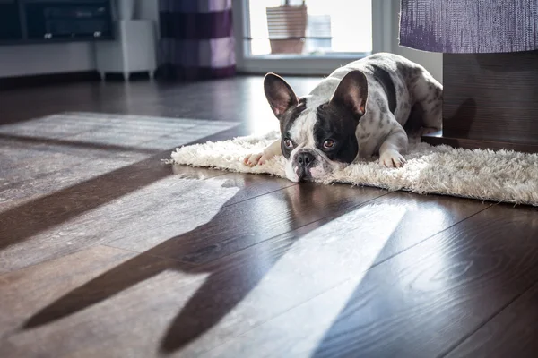 Französische Bulldogge mit Fledermausschatten — Stockfoto