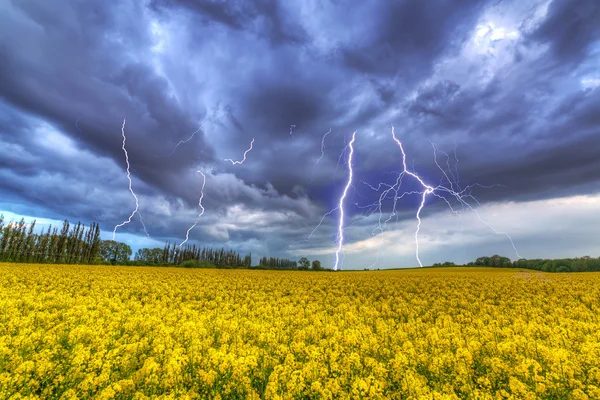 Kolza tohumu alan üzerinde yaz fırtına — Stok fotoğraf
