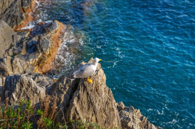 Ligurya Denizi kıyısında martı