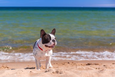 프랑스 불독 발트 해 해변에
