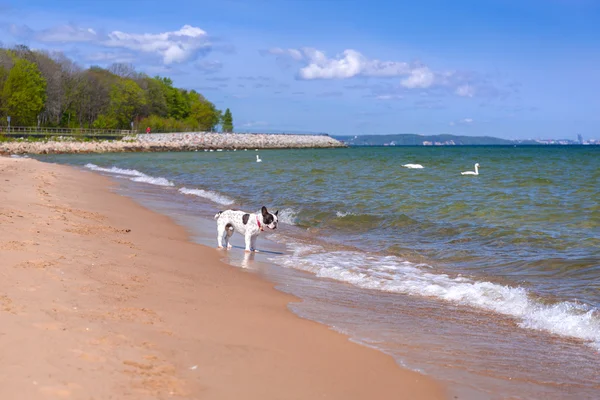 Bulldog francés en la playa del Mar Báltico — Foto de Stock