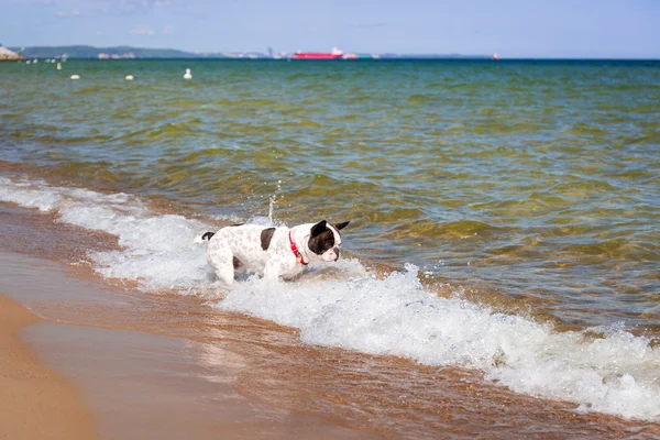 法国斗牛犬在波罗的海海滩 — 图库照片