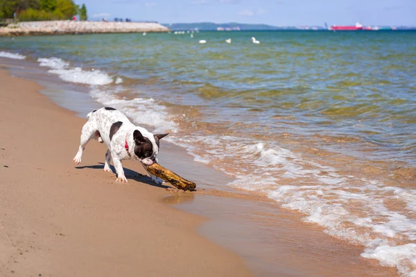 Bulldog francês na praia do Mar Báltico — Fotografia de Stock