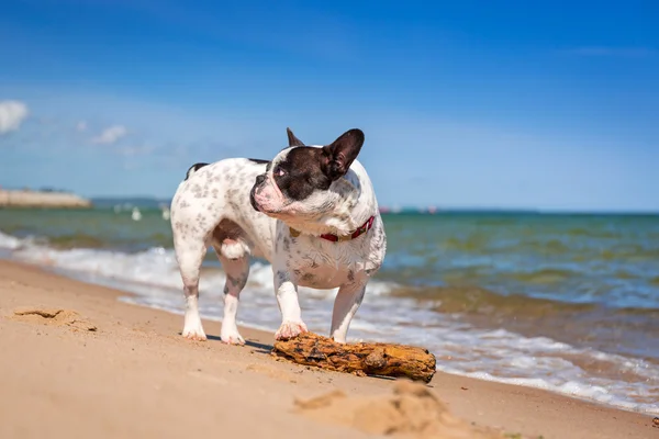 Französische Bulldogge am Strand der Ostsee — Stockfoto