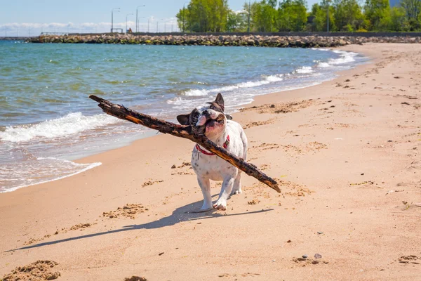 Buldog francuski na plaży Morza Bałtyckiego — Zdjęcie stockowe