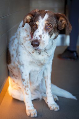 üzgün kenar kömür ocağı