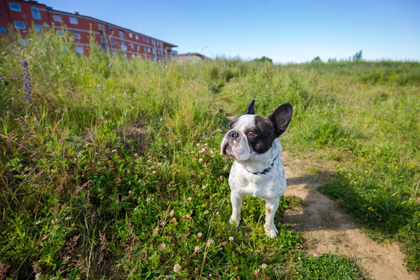 Bulldog francés en el paseo — Foto de Stock