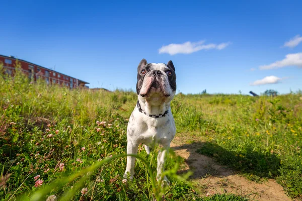 Bulldog francés en el paseo — Foto de Stock