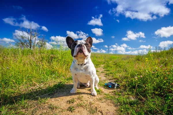 Buldogue francês na caminhada — Fotografia de Stock