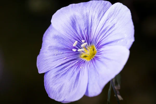 紫色的锦葵花 — 图库照片