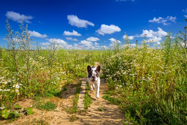 法国斗牛犬上行走 — 图库照片